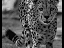 Gepard